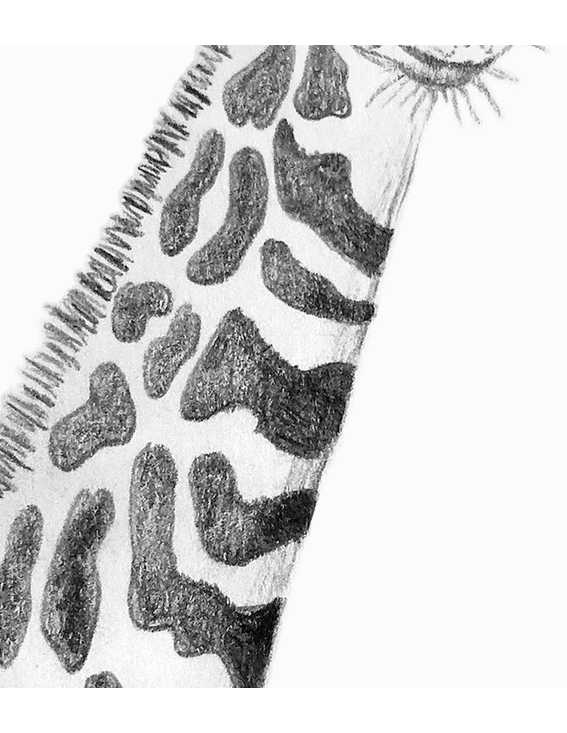 DIbujos de Africa la Jirafa Roberta