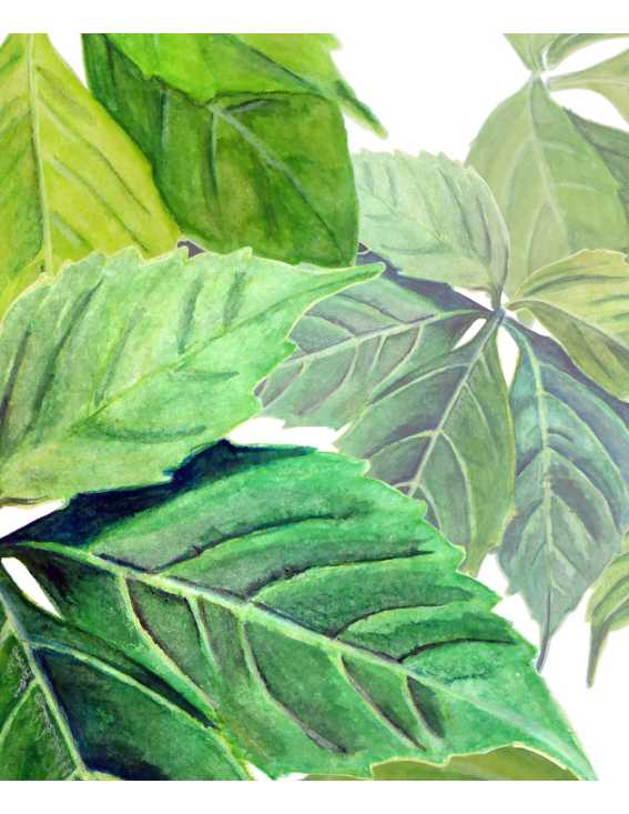 crear oasis urbano rapido