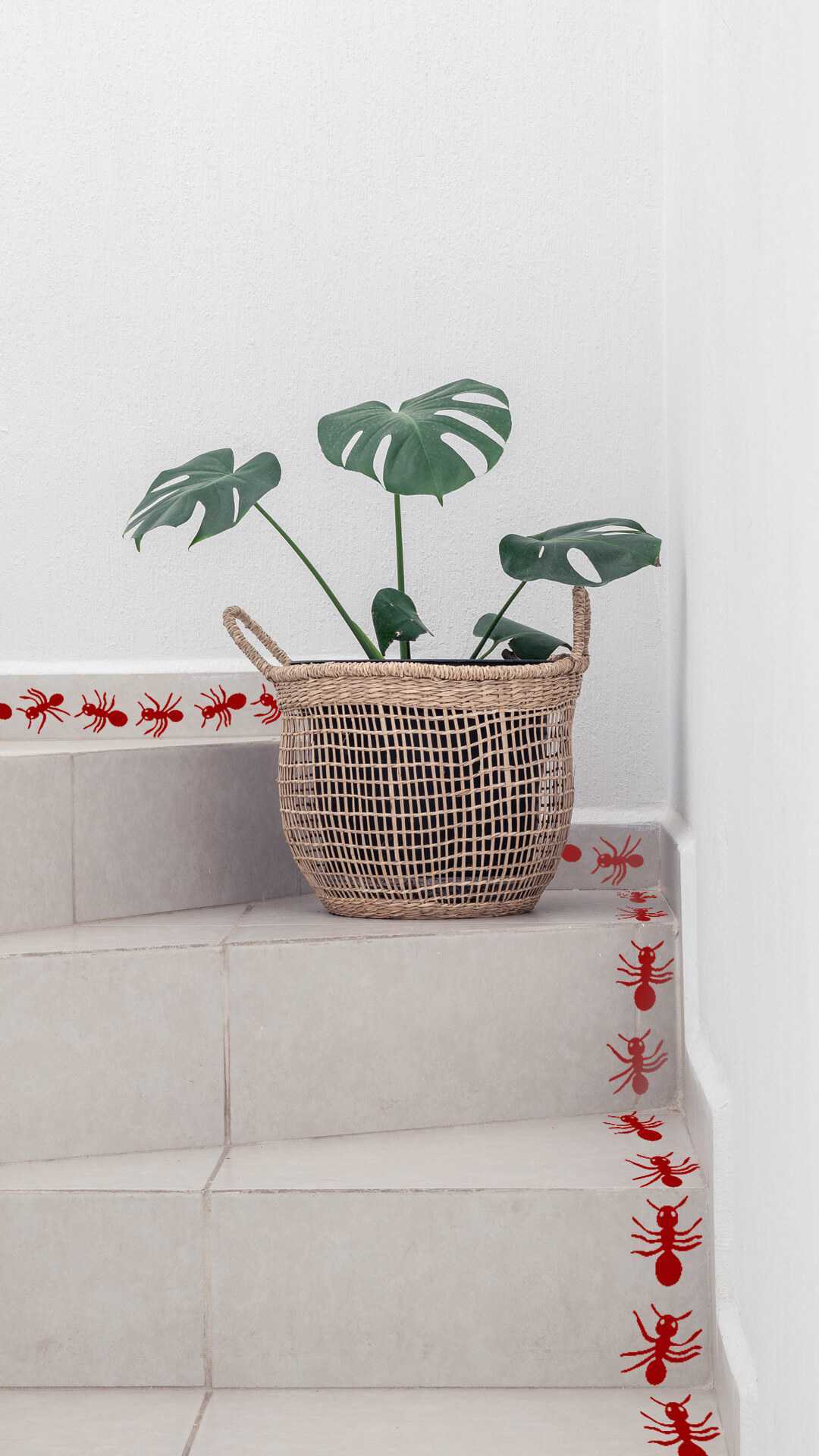 hormigas decorativas para tu pared