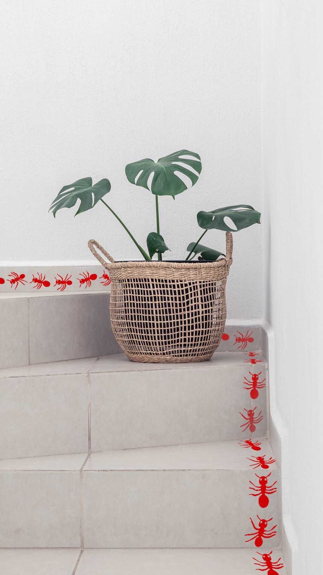 hormigas decorativas para tu pared