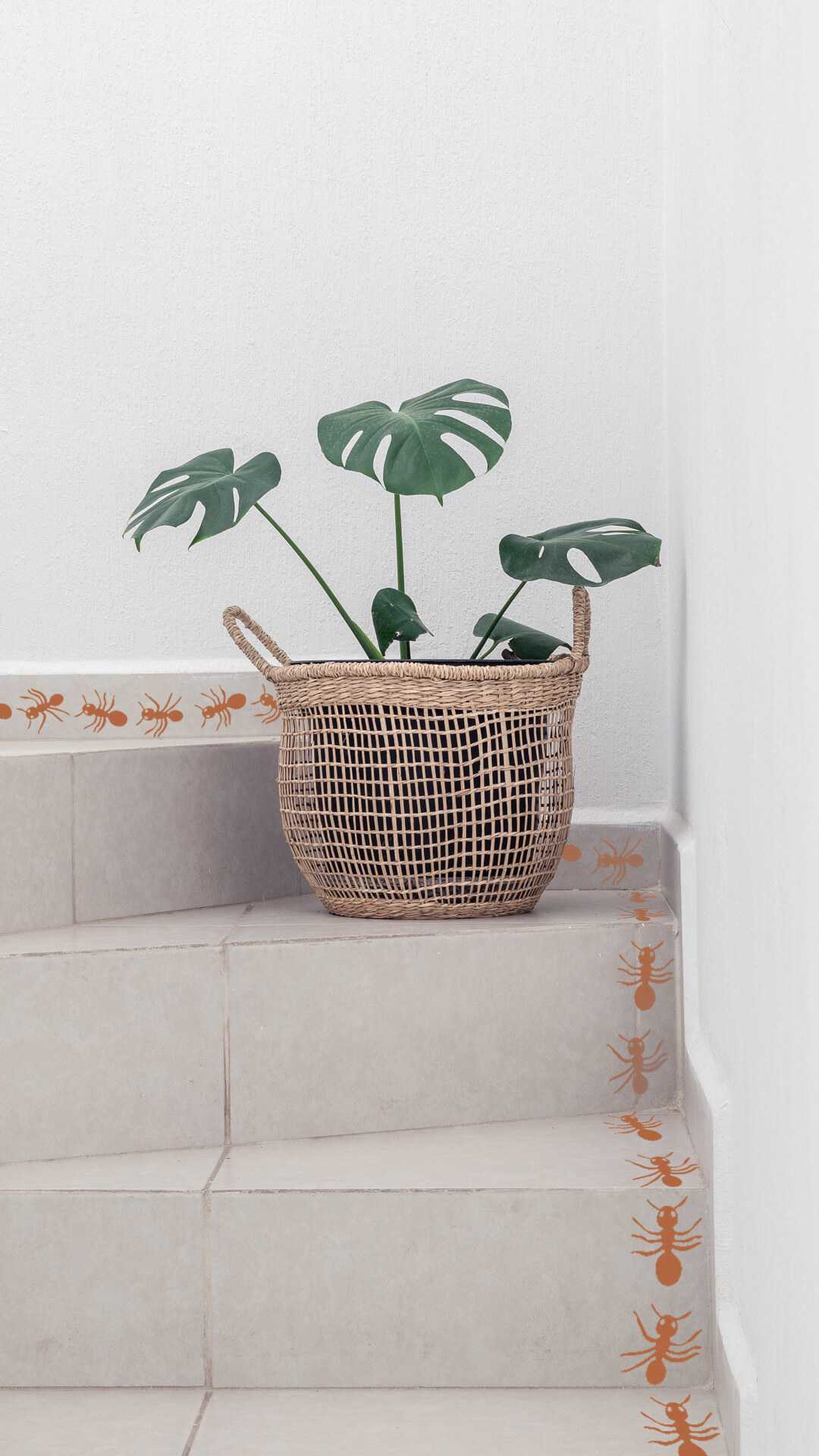 hormigas decorativas para tu pared