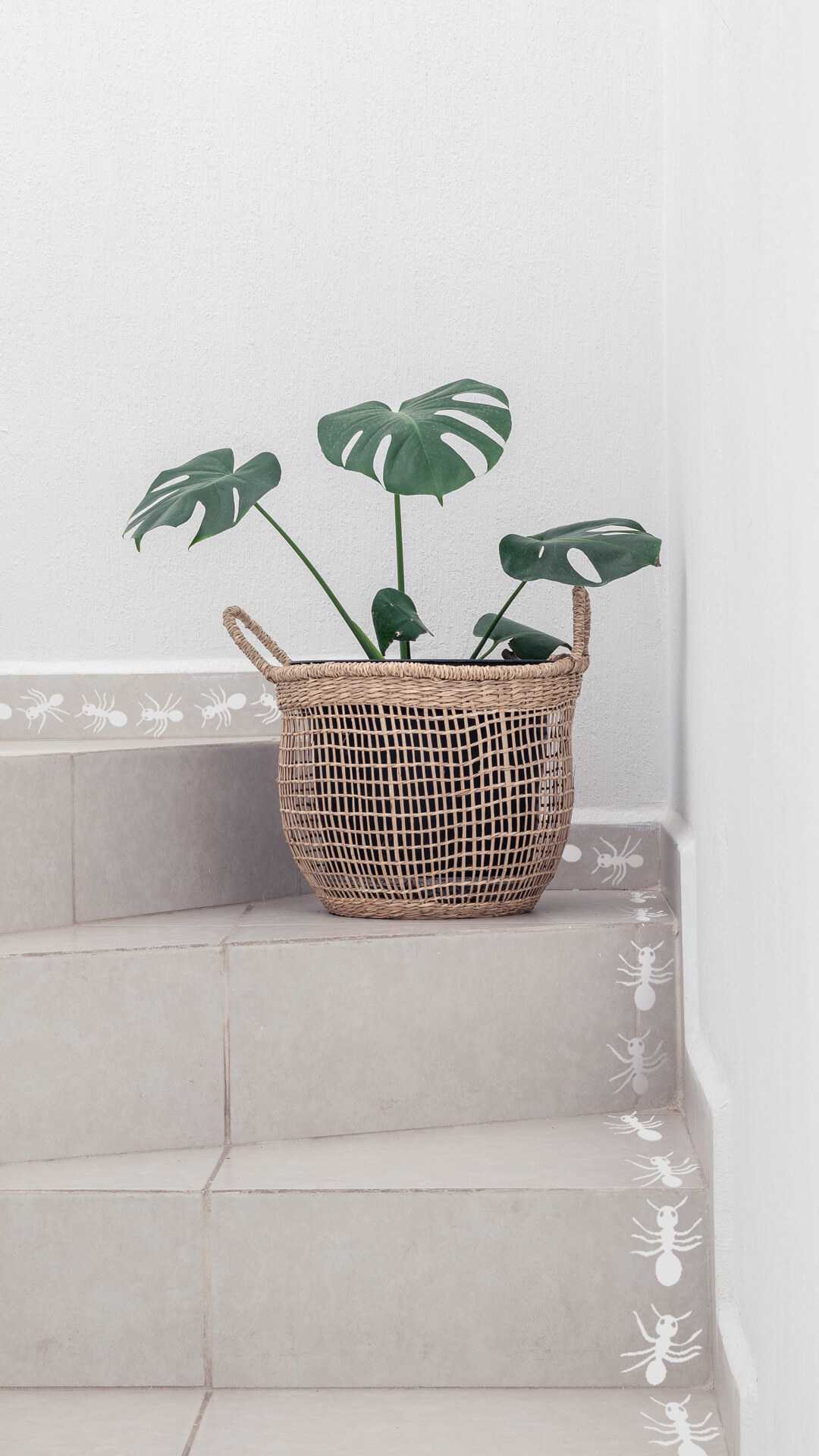 hormigas decorativas para tu pared