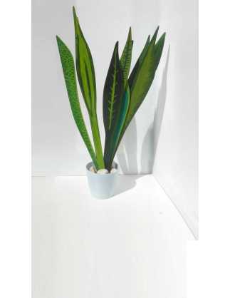 plantas sin flores que no necesitan luz 2