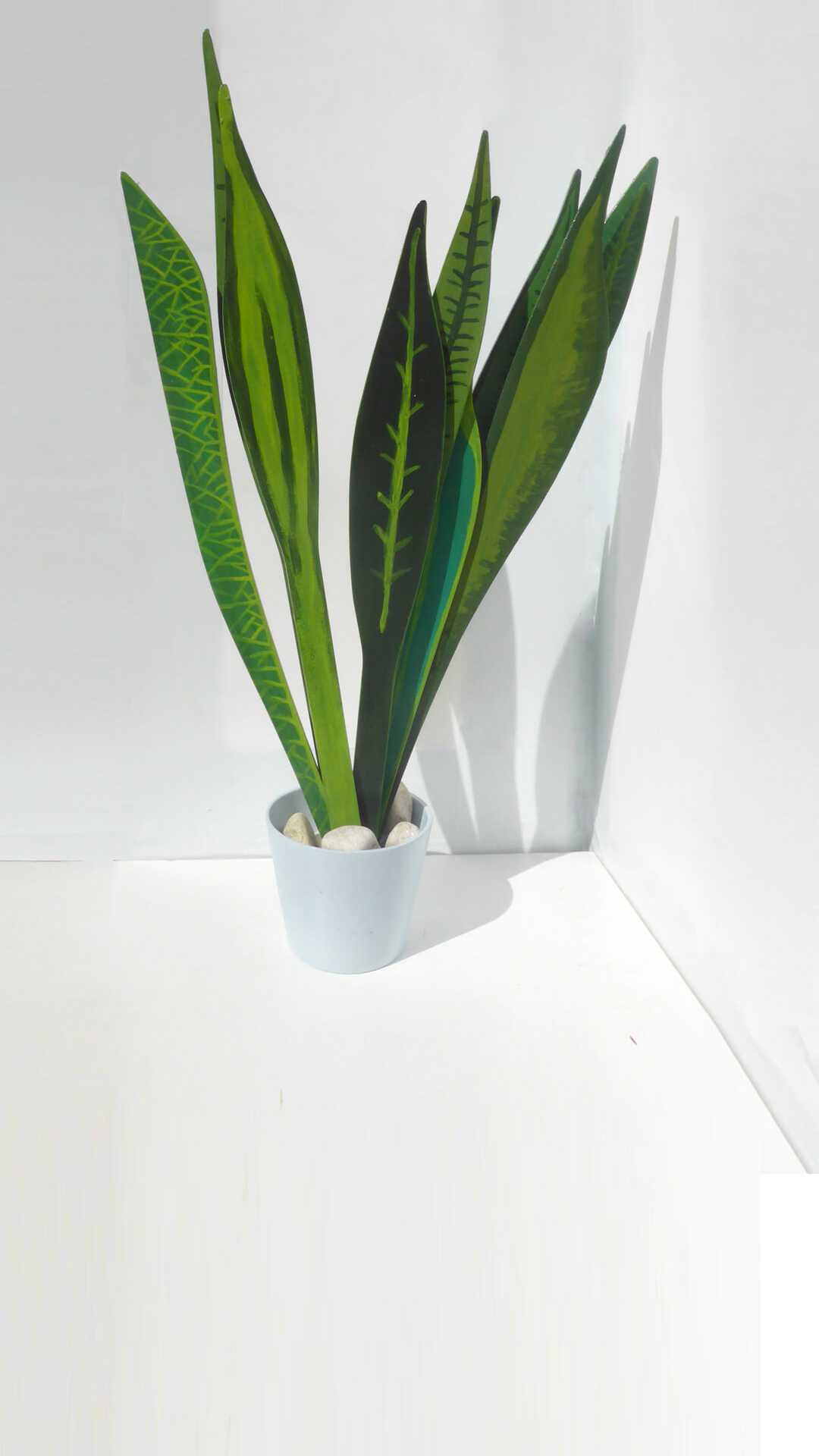 plantas sin flores que no necesitan luz