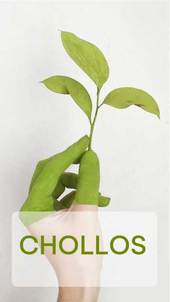 Chollos